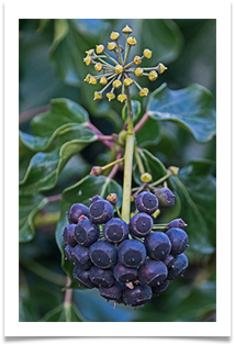 Ivy Berries - Richard Nicholls